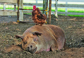 Film "Unsere große kleine Farm"