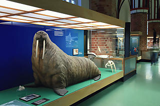 Exponat eines Walrosses im MEERESMUSEUM Stralsund. (Foto: Johannes-Maria Schlorke/Deutsches Meeresmu