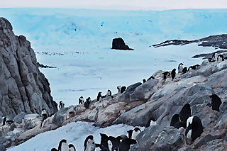 Kolonie von Adéliepinguinen in Adélieland. (Foto: Michaël Beaulieu/Deutsches Meeresmuseum)