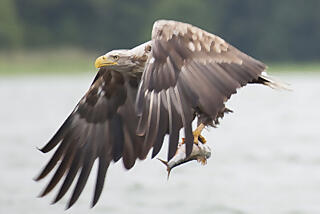 Seeadler und Kraniche in der Boddenregion