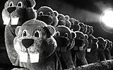 Film „Hundreds of Beavers“