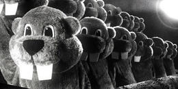 Film "Hundreds of Beavers"