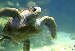 Meeresschildkröte im Meeresmuseum Meeresschildkröte im Meeresmuseum