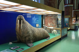 Exponat eines Walrosses im MEERESMUSEUM, Foto: Johannes-Maria Schlorke/Deutsches Meeresmuseum