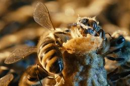 Film im Blendwerk: More than Honey