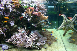 Aquarium im MEERESMUSEUM